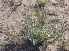 Adenanthos cuneatus