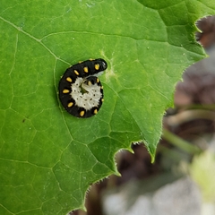 Tenthredo mandibularis