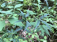 Delphinium exaltatum