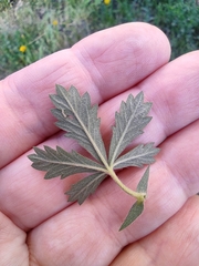 Potentilla intermedia