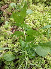 Epilobium adenocaulon