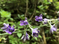 Delphinium exaltatum