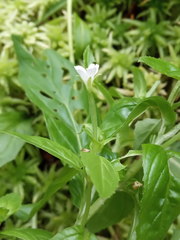 Epilobium adenocaulon