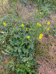 Potentilla intermedia