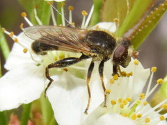 Anasimyia bilinearis