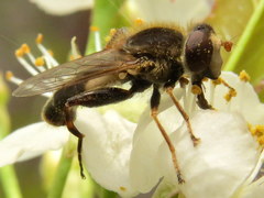Anasimyia bilinearis