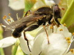 Anasimyia bilinearis