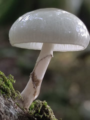Mucidula