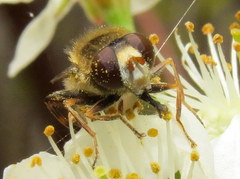 Anasimyia bilinearis