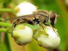 Anasimyia bilinearis