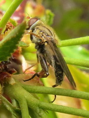 Anasimyia bilinearis