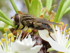 Anasimyia bilinearis