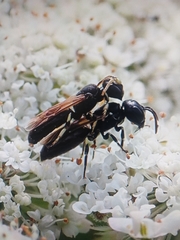 Hylaeus cornutus