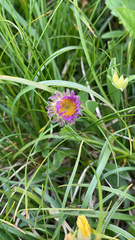 Aster alpinus