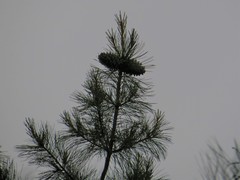 Pinus koraiensis