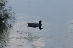 Fulica atra