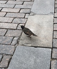 Sturnus vulgaris