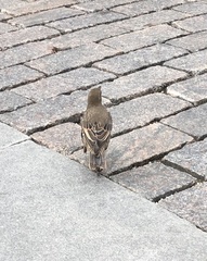 Sturnus vulgaris
