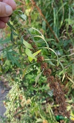 Leonurus quinquelobatus