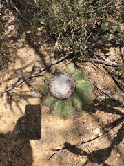 Melocactus curvispinus