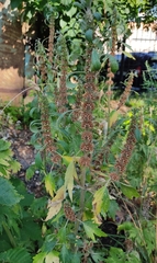 Leonurus quinquelobatus