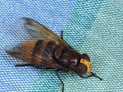 Volucella zonaria