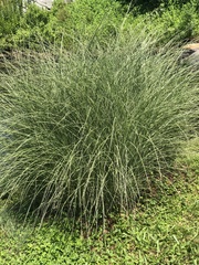 Carex virgata