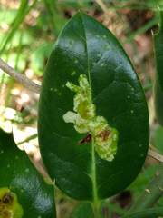 Phytomyza ilicis