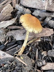 Hypholoma tuberosum