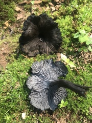 Craterellus venosus