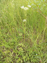 Ostericum palustre