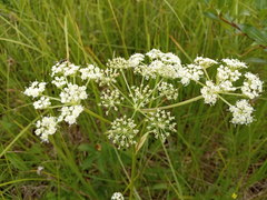 Ostericum palustre