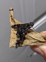 Xenox tigrinus