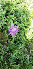 Centaurea nervosa