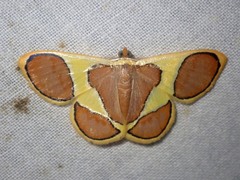 Plutodes cyclaria