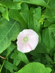 Calystegia sepium spectabilis