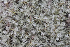 Artemisia hololeuca