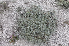 Artemisia hololeuca