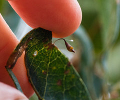 Andricus pedicellatus