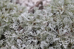 Artemisia hololeuca