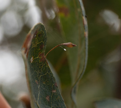 Andricus pedicellatus
