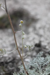 Artemisia hololeuca