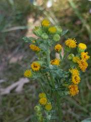 Jacobaea vulgaris dunensis