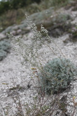 Artemisia hololeuca