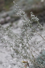 Artemisia hololeuca