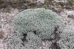 Artemisia hololeuca
