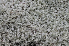 Artemisia hololeuca