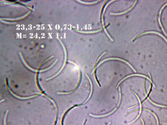 Quaternaria quaternata