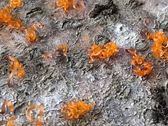 Quaternaria quaternata