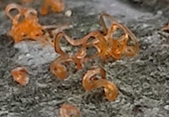 Quaternaria quaternata